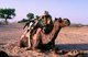 India: Loading a camel in the early morning light in the Thar Desert near Jaisalmer
